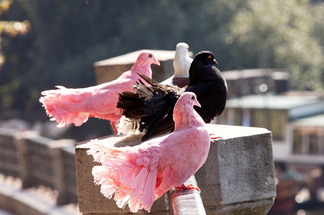 湖人内线球员海斯表现出色，底薪合同的身份并不影响他的努力.