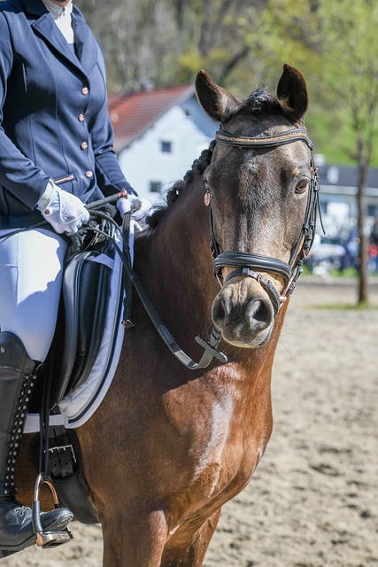 张雨霏在杭州亚运会勇夺六金.