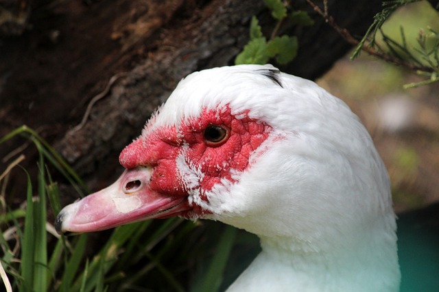 皇马与巴萨历史交锋战绩 西甲豪门恩怨对决精彩纷呈.